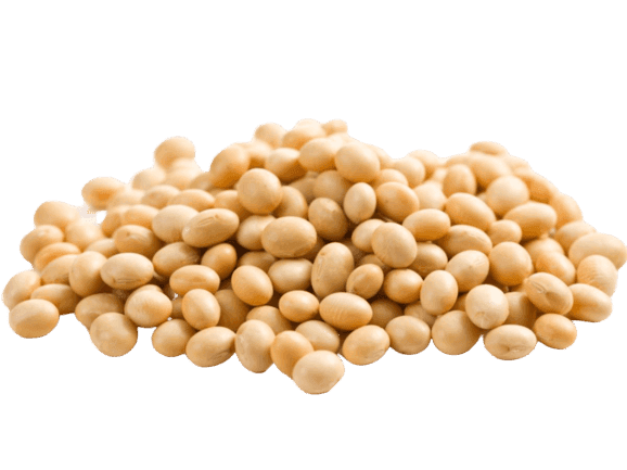 Soybean